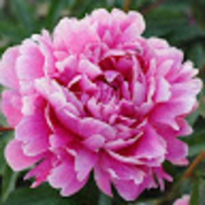 Meet your Posher, Colleen